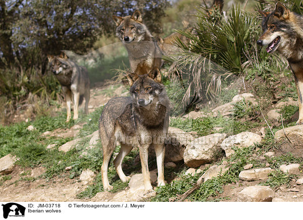 Iberian wolves / JM-03718