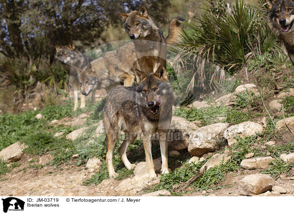 Iberische Wlfe / Iberian wolves / JM-03719