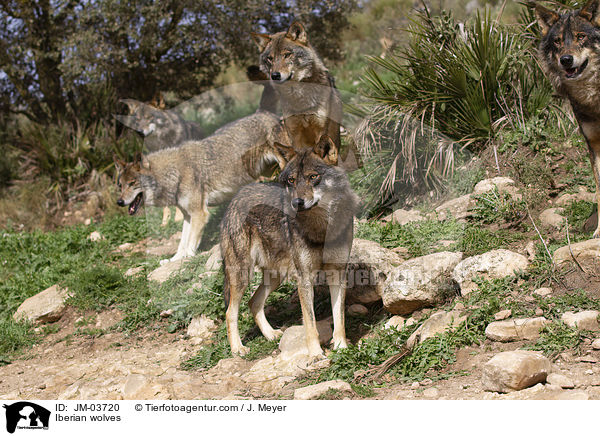 Iberische Wlfe / Iberian wolves / JM-03720