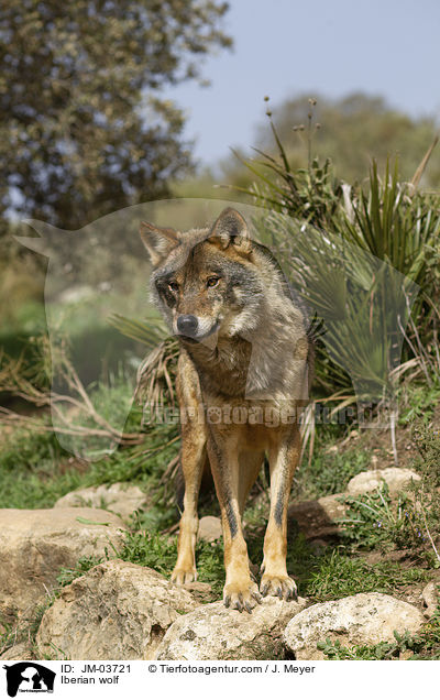 Iberian wolf / JM-03721