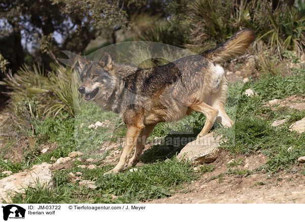 Iberian wolf / JM-03722