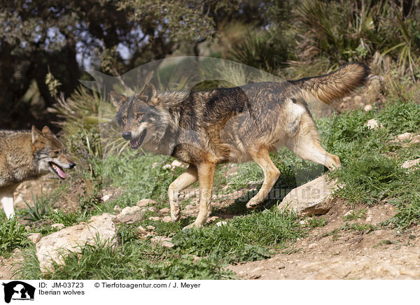 Iberian wolves / JM-03723
