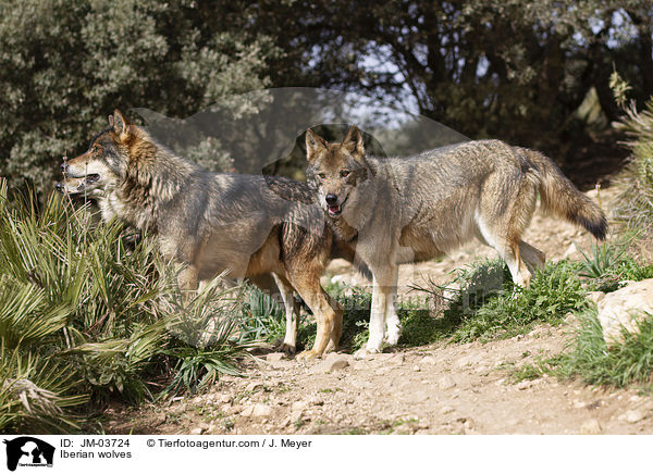 Iberische Wlfe / Iberian wolves / JM-03724