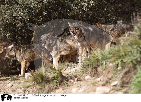 Iberische Wlfe / Iberian wolves / JM-03725