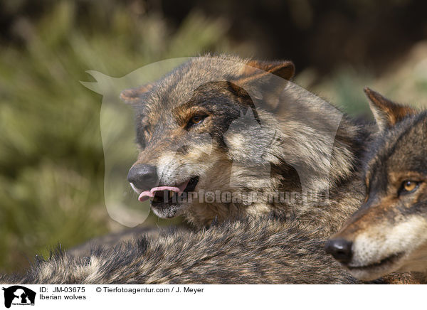 Iberian wolves / JM-03675