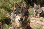 Iberian wolf