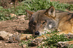 Iberian wolf