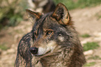 Iberian wolf