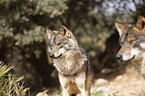 Iberian wolves