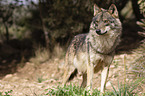 Iberian wolf