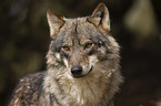 Iberian wolf