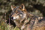 Iberian wolf