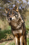 Iberian wolf