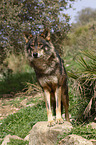 Iberian wolf