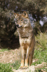 Iberian wolf