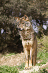 Iberian wolf