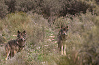 Iberian wolves