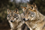 Iberian wolves