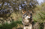 Iberian wolf