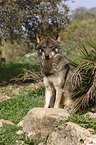 Iberian wolf