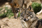 Iberian wolves