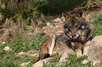 Iberian wolf