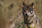 Iberian wolf