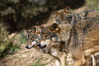 Iberian wolves