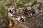 Iberian wolves