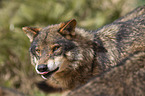 Iberian wolf