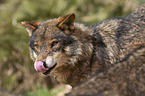 Iberian wolf