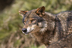 Iberian wolf