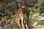 Iberian wolves