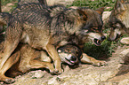 Iberian wolves