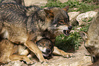 Iberian wolves