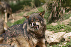 Iberian wolf