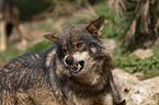 Iberian wolf