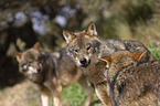 Iberian wolves