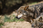 Iberian wolves