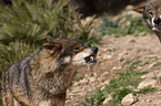 Iberian wolves