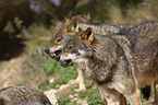 Iberian wolves