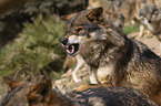 Iberian wolf