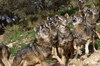 Iberian wolves