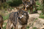 Iberian wolves