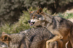 Iberian wolves