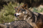 Iberian wolves