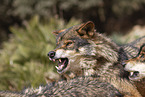 Iberian wolves