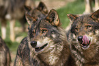 Iberian wolves