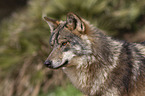 Iberian wolf