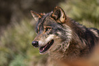 Iberian wolf